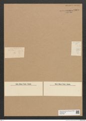 Diatomeae indet. Zeichnungen Sammlung Grunow Nr. 6605 (NHMW-BOT-W0375361)